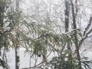 Потепление в Лукояновском округе.