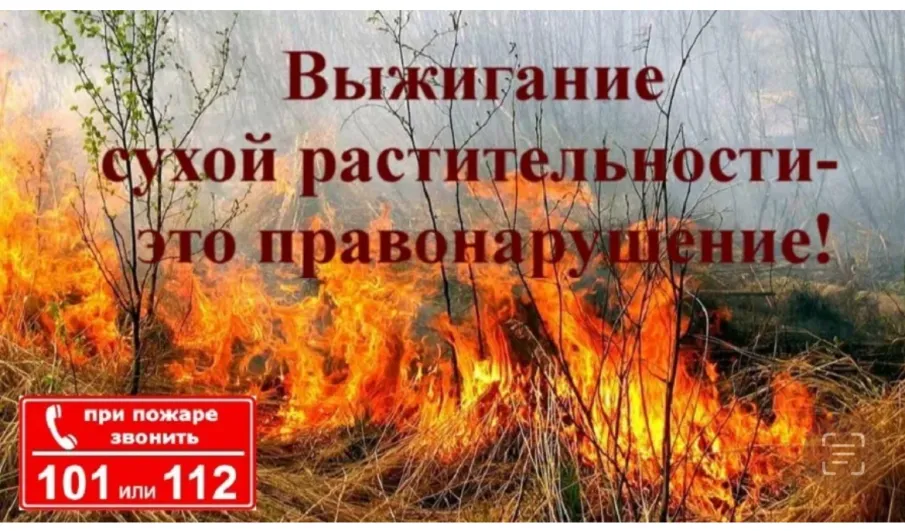 Пал сухой травы